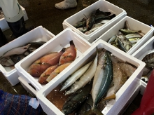横須賀魚市場での風景