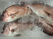 横須賀魚市場での風景